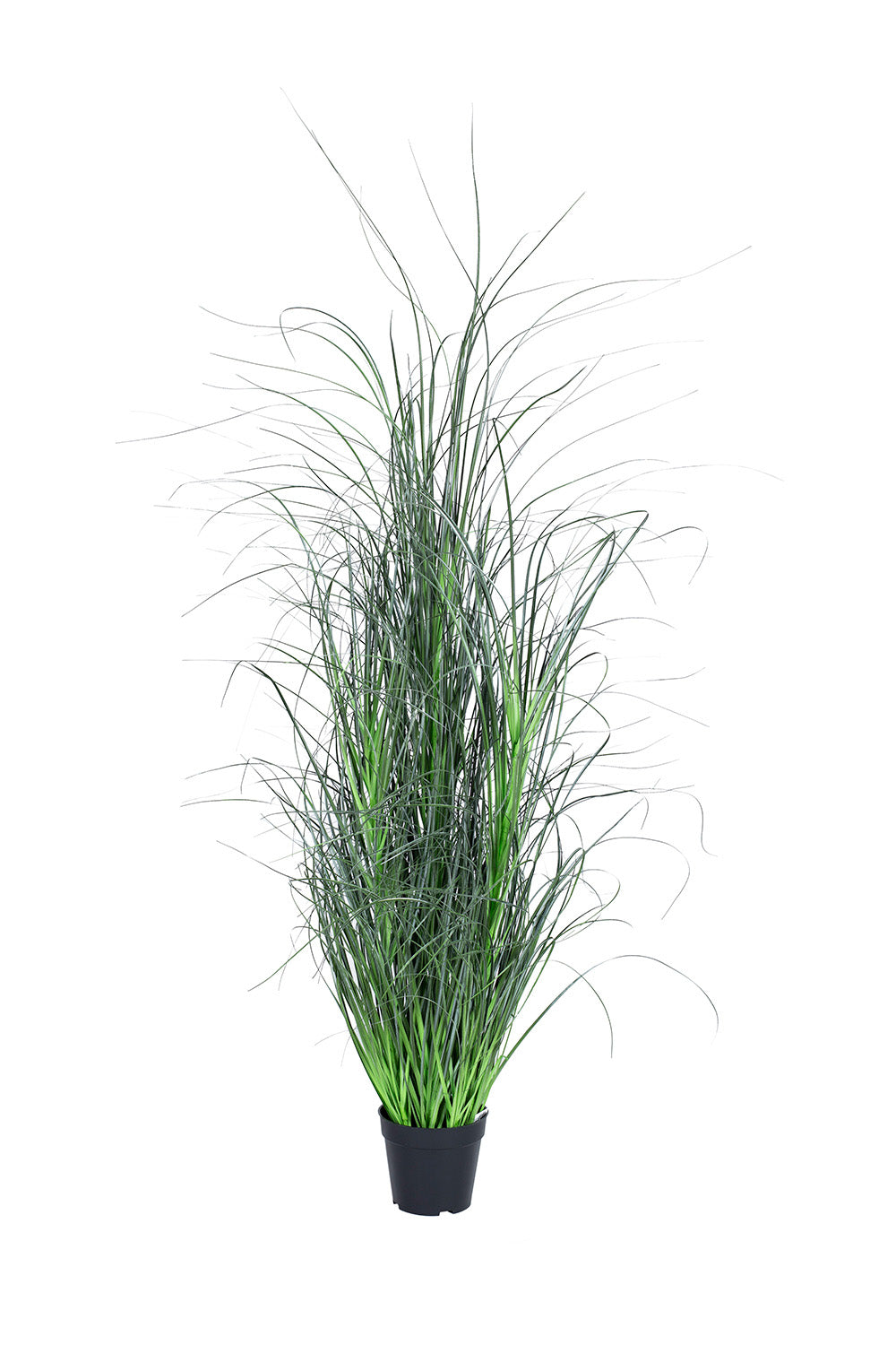gras-miscanthus-1500