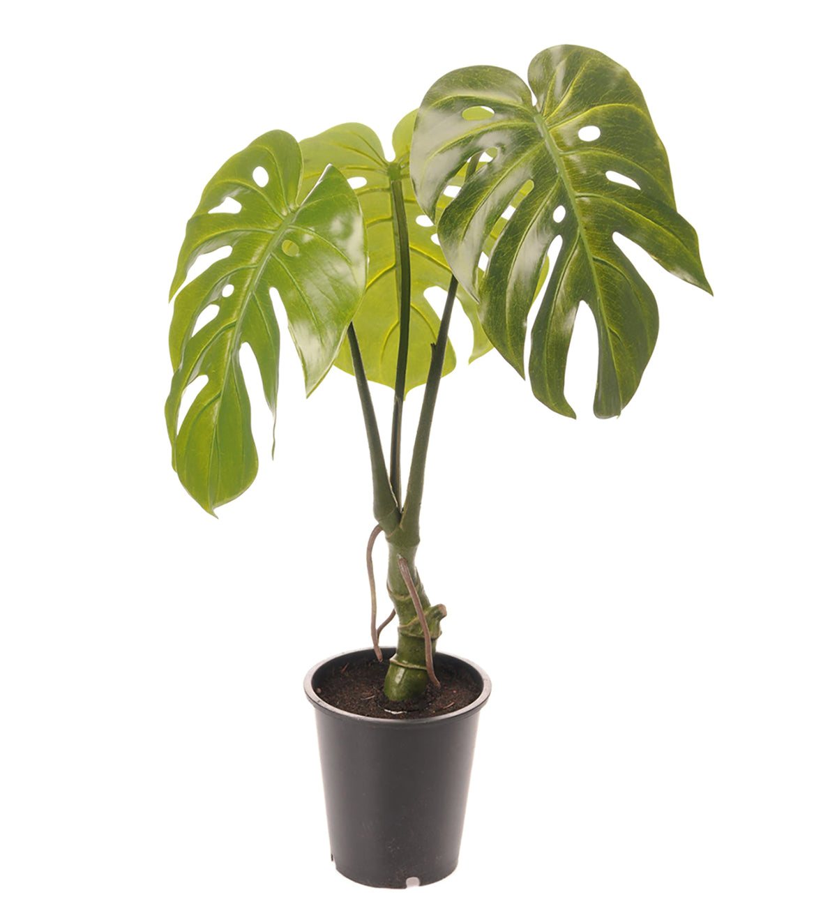 Konstväxt Monstera