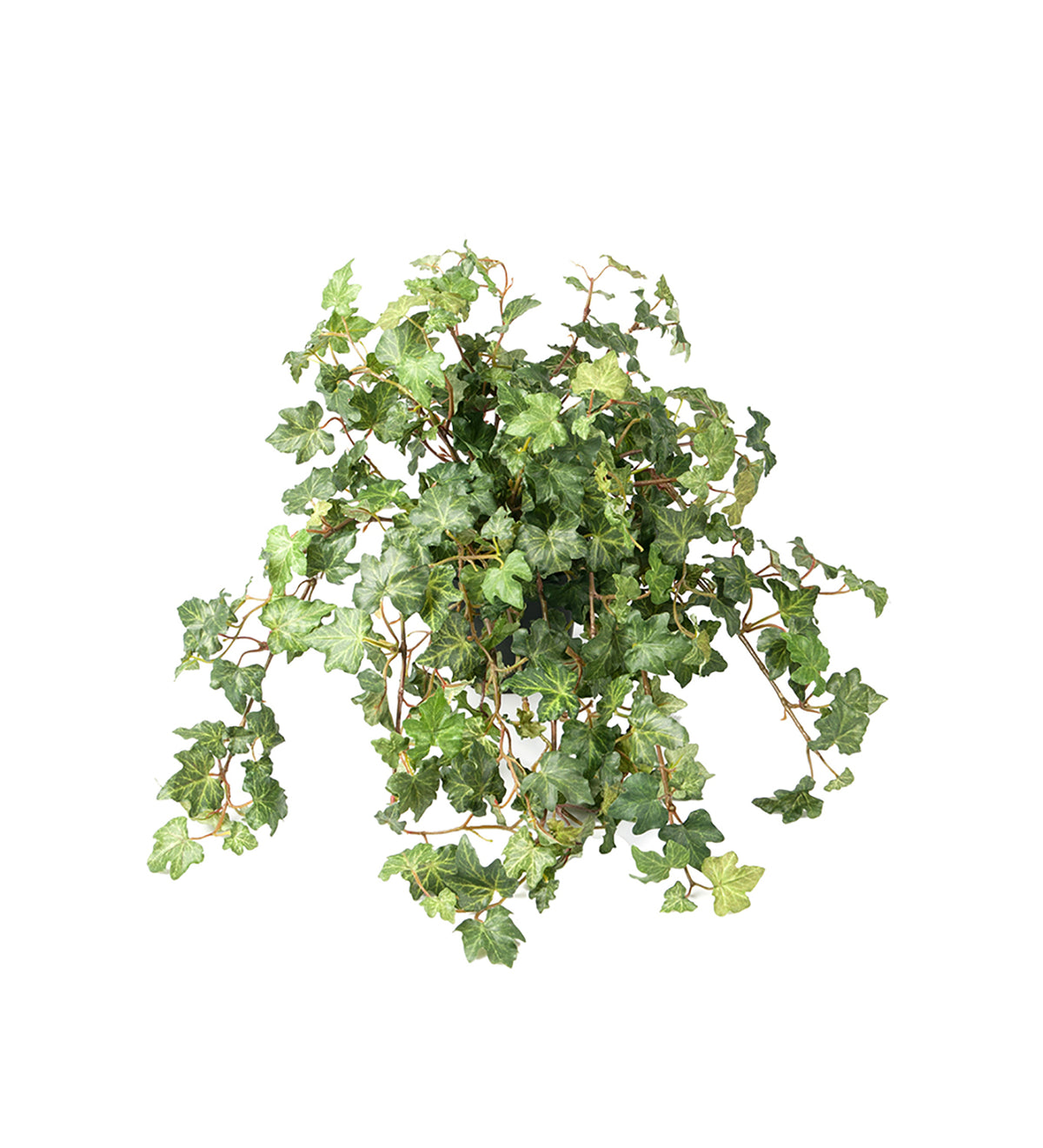 Konstväxt Murgröna