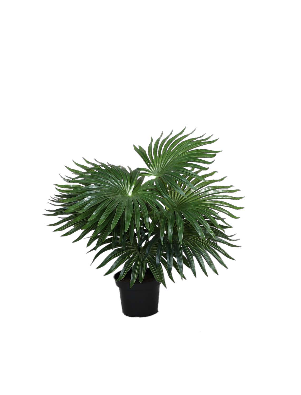 palm_350