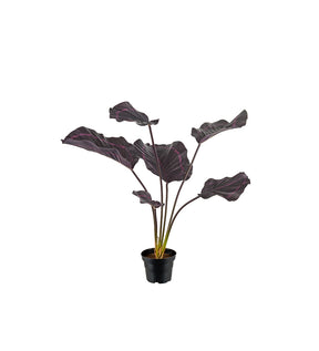 Konstväxt Calathea