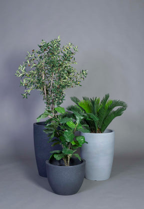 cycas-palm-700