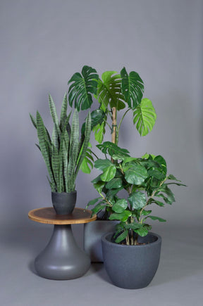 monstera-1500