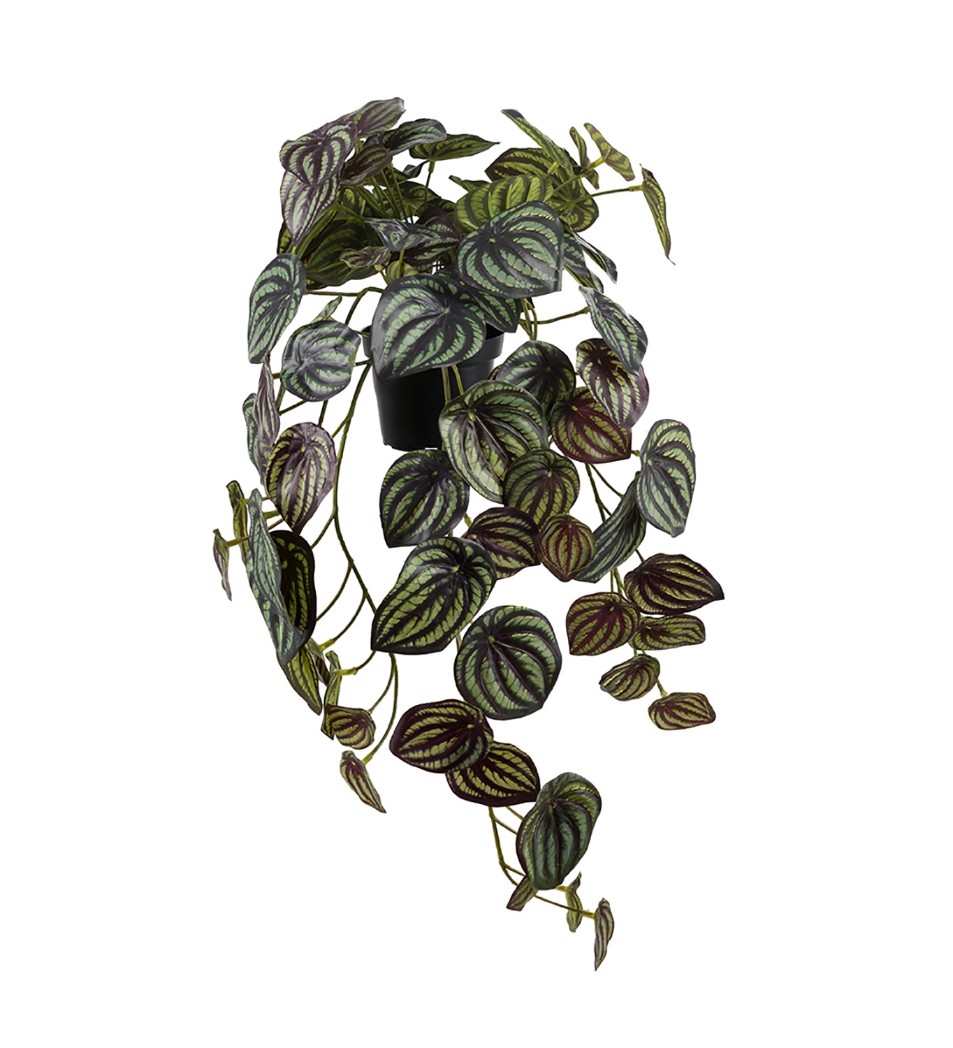 peperomia-450