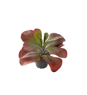 Konstväxt Kalanchoe