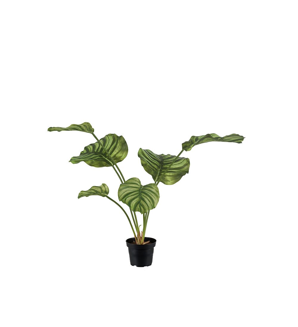 Konstväxt Calathea